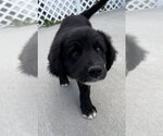 Small #3 Labrador Retriever Mix