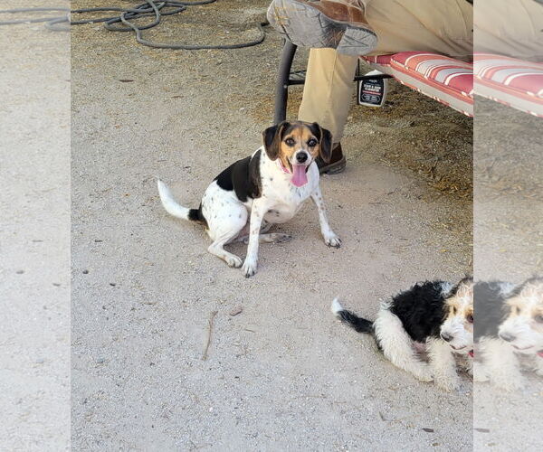 Medium Photo #3 Beagle Puppy For Sale in Las Vegas, NV, USA