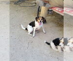 Small #2 Beagle