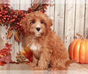 Cavalier King Charles Spaniel-Poodle (Toy) Mix Puppy for sale in MOUNT VERNON, OH, USA