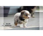 Small #9 Aussie-Corgi