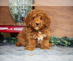 Puppy Bentley Poodle (Miniature)