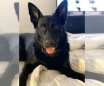 Small #8 German Shepherd Dog Mix