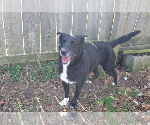 Medium Photo #2 Mutt Puppy For Sale in Jackson, MS, USA
