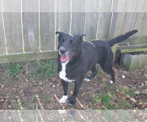 Shelly - Female Mutt Dog for Adoption - Photo #2