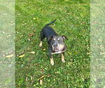 Small #17 American Staffordshire Terrier Mix