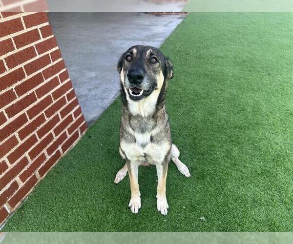 Medium Photo #2 German Shepherd Dog-Unknown Mix Puppy For Sale in Grand Prairie, TX, USA