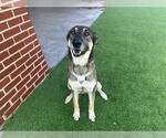 Small #1 German Shepherd Dog Mix