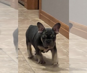 French Bulldog Puppy for sale in BOLIVAR, MO, USA