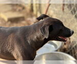 Small #3 Mutt