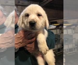 Great Pyrenees Puppy for sale in HONEY BROOK, PA, USA