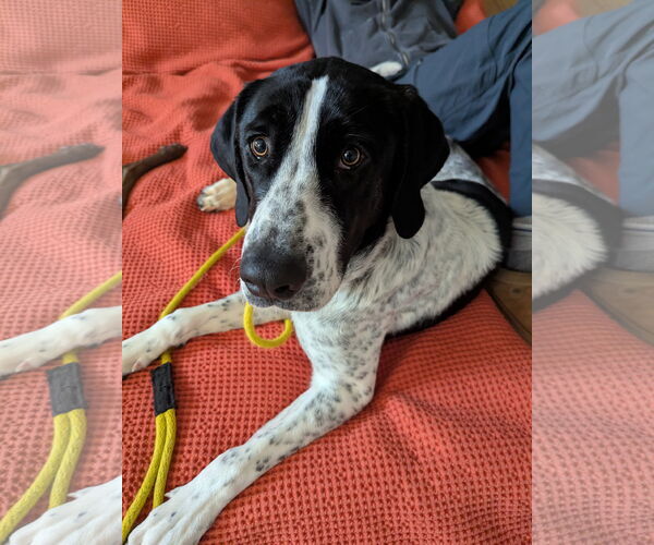 Medium Photo #1 Mutt Puppy For Sale in Sandy, UT, USA