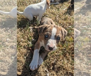 American Bully-Border Collie Mix Dog for Adoption in CADIZ, Kentucky USA