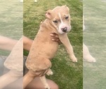 Small Photo #18 American Bully Puppy For Sale in LAKE STATION, IN, USA