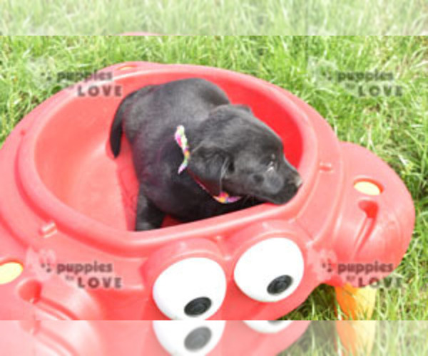 Medium Photo #2 Labrador Retriever Puppy For Sale in SANGER, TX, USA