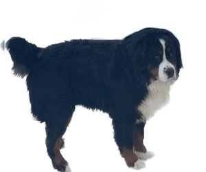 Father of the Bernese Mountain Dog puppies born on 09/02/2023