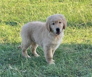 Golden Retriever Puppy for Sale in HAMPTON, Virginia USA