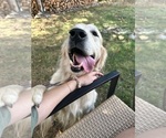 Small Photo #1 Golden Retriever Puppy For Sale in VESUVIUS, VA, USA