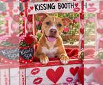 ROSIE - Female Labrador Retriever-Unknown Mix Dog for Adoption - Small photo