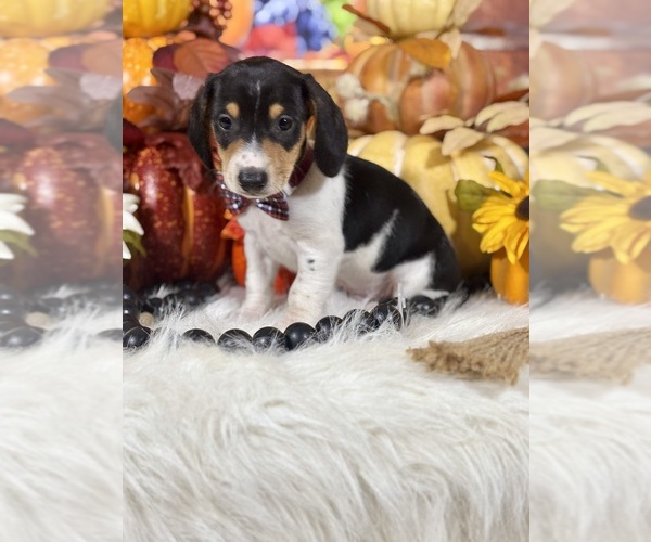 Medium Photo #8 Dachshund Puppy For Sale in RIPLEY, MS, USA