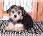 Small Photo #1 Yo-Chon Puppy For Sale in NAPLES, FL, USA