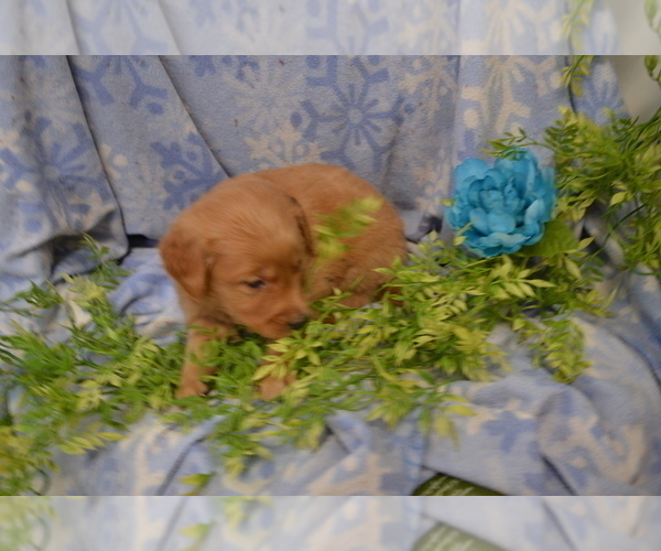 Medium Photo #2 Golden Retriever Puppy For Sale in GREENWOOD, WI, USA