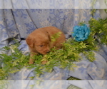 Small #1 Golden Retriever