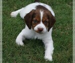 Small Photo #3 Brittany Puppy For Sale in HAMILTON, GA, USA