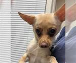 Small Chihuahua