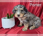 Small #1 Bernedoodle