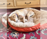 Small #2 Labrador Retriever Mix