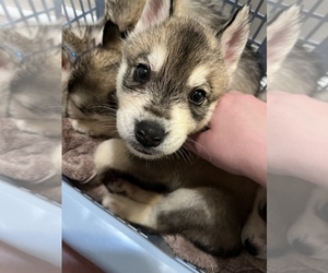 Siberian Husky Puppy for sale in POWDER SPRINGS, GA, USA