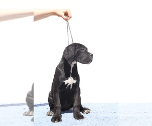Cane Corso Puppy for sale in Potoceni, Buzau, Romainia