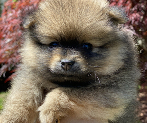 Miniature Spitz Puppy for sale in STATEN ISLAND, NY, USA