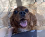 Small #3 Cavalier King Charles Spaniel