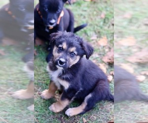 Jacob - Male Mutt Dog for Adoption - Photo #4