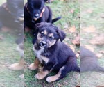Small Photo #4 Mutt Puppy For Sale in Duluth, MN, USA