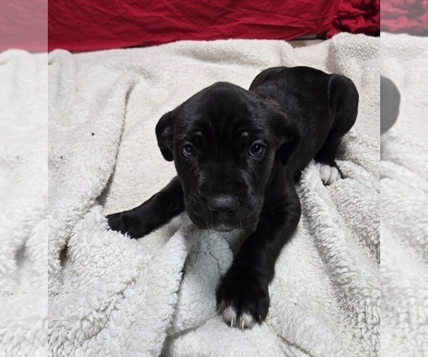 Medium Photo #1 Cane Corso Puppy For Sale in EAST HAMPTON, CT, USA