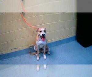 Boxer-Unknown Mix Dogs for adoption in Tulsa, OK, USA