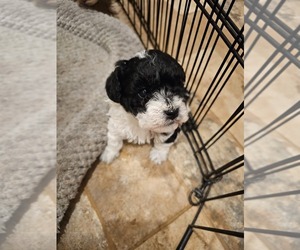 Poodle (Toy) Puppy for sale in LOUISVILLE, MS, USA