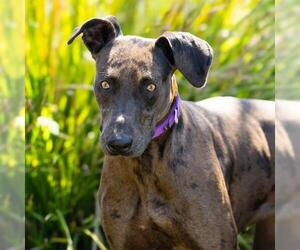 *BIG MAMA - Female Doberman Pinscher-Great Dane Mix Dog for Adoption - Photo #3