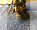 Small Photo #2 Airedale Terrier Puppy For Sale in MOSCOW, ID, USA