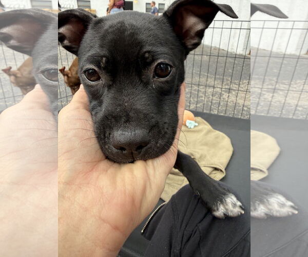 Medium Photo #7 Labrador Retriever-Unknown Mix Puppy For Sale in Sanford, FL, USA