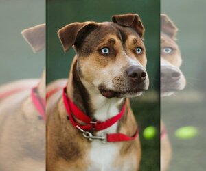 Huskies -Unknown Mix Dogs for adoption in Evansville, IN, USA