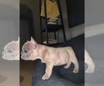 Puppy Ray Charles French Bulldog