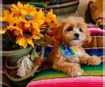 Puppy 4 Cavachon-Cavapoo Mix