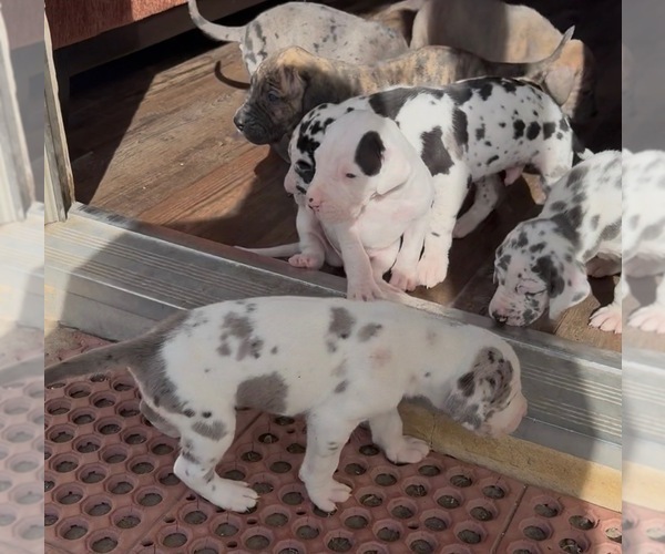 Medium Photo #8 Great Dane Puppy For Sale in PITTSBURG, CA, USA
