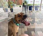 Small #11 Labrador Retriever Mix