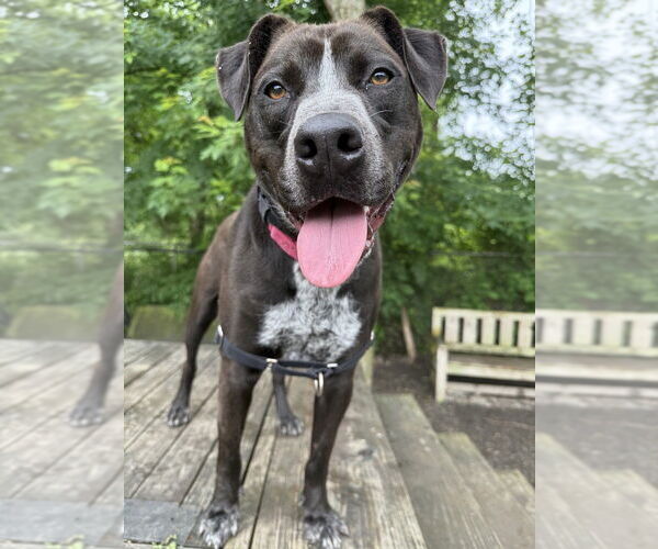 Medium Photo #12 Mutt Puppy For Sale in Elmsford, NY, USA