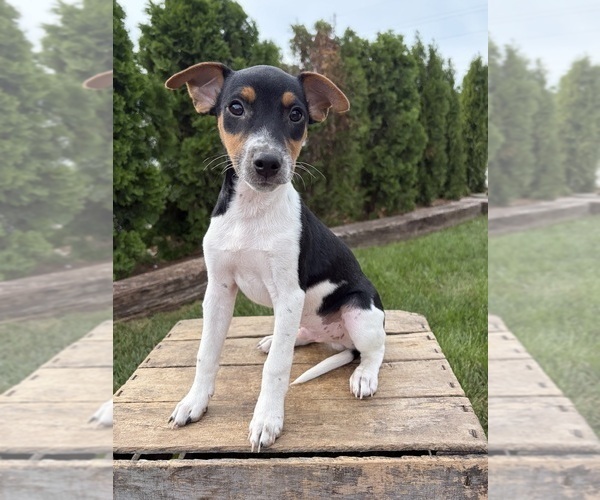 Medium Photo #1 Jack-Rat Terrier Puppy For Sale in MIDDLEBURY, IN, USA